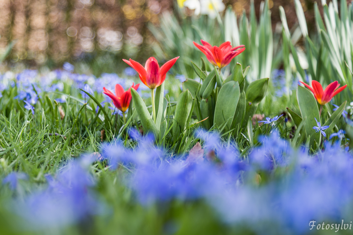 Blumen aus Mausesicht