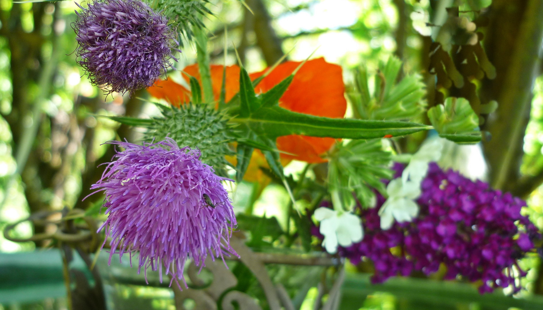 Blumen aus meinem Garten