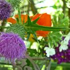 Blumen aus meinem Garten