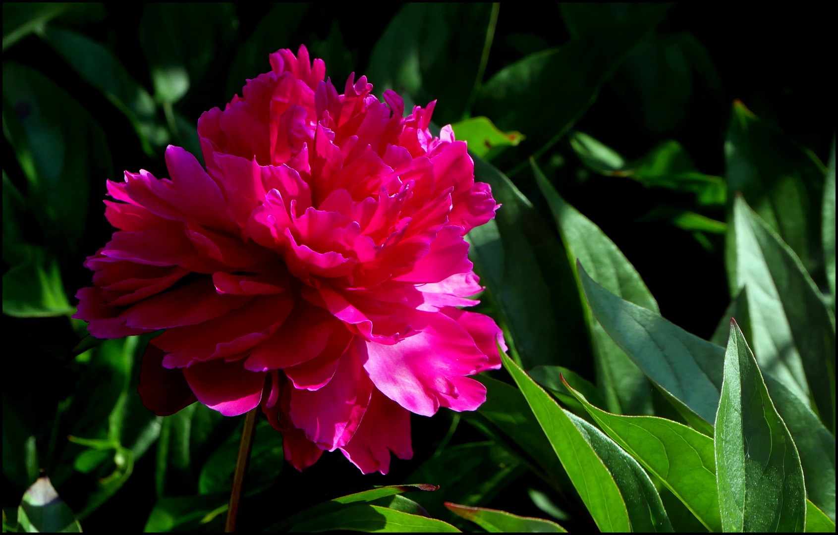 Blumen aus meinem Garten