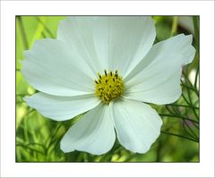 Blumen aus meinem Garten1