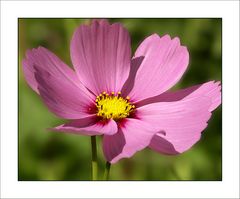 Blumen aus meinem Garten2