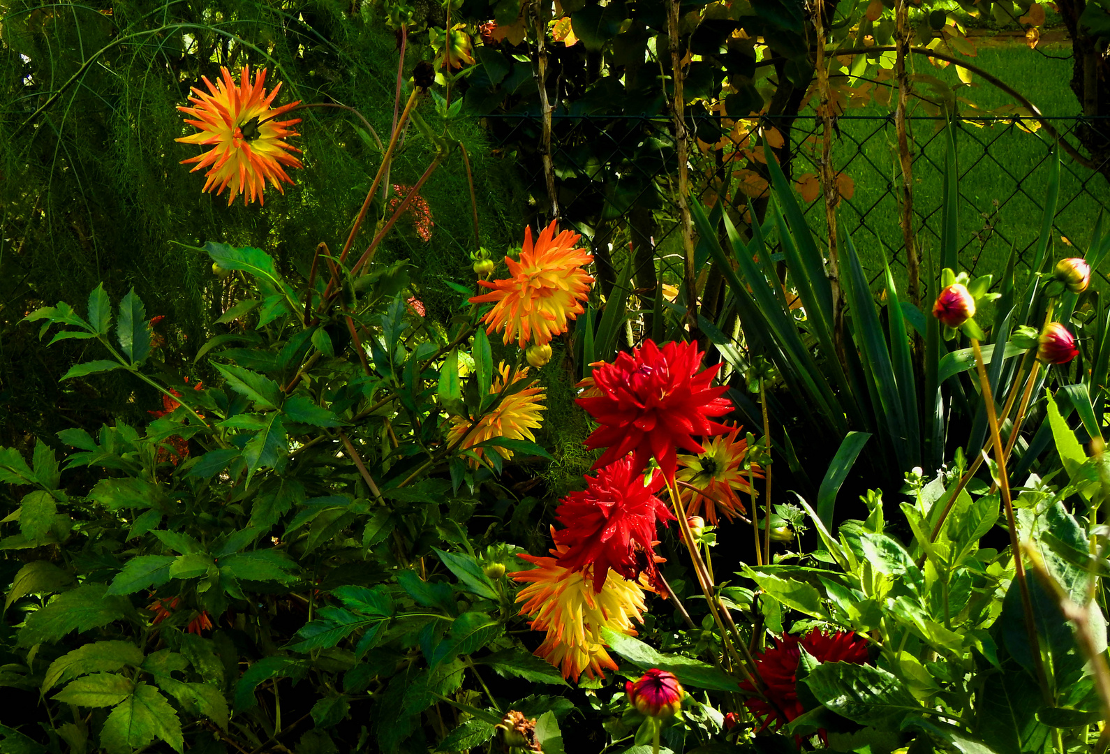 Blumen aus Nachbars Garten..