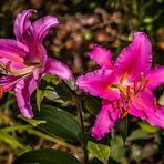 "Blumen aus Nachbars Garten"  - Das Doppel