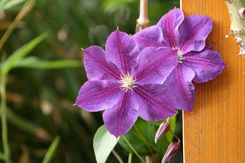 Blumen aus Nachbars Garten