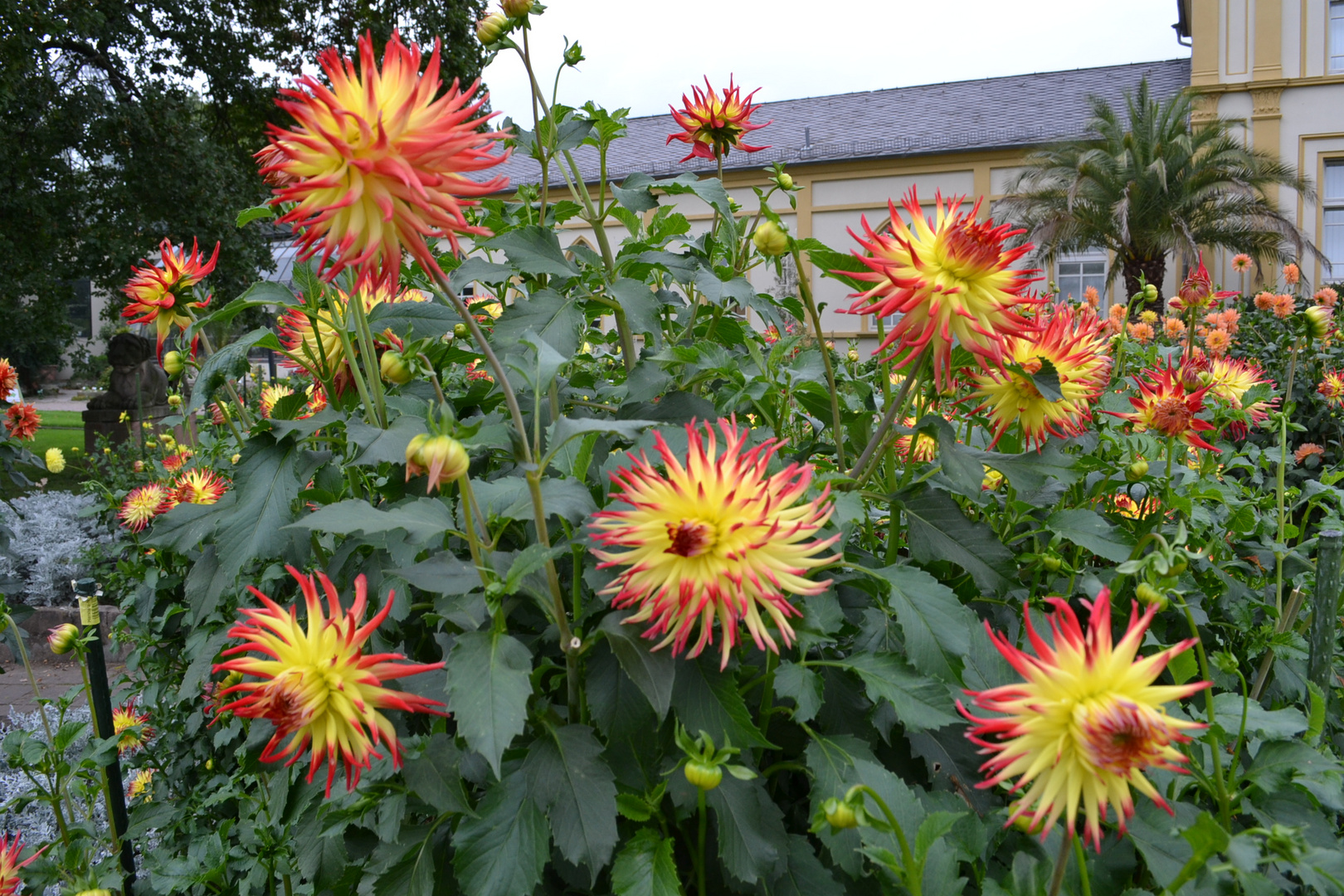 Blumen aus Palmengarten