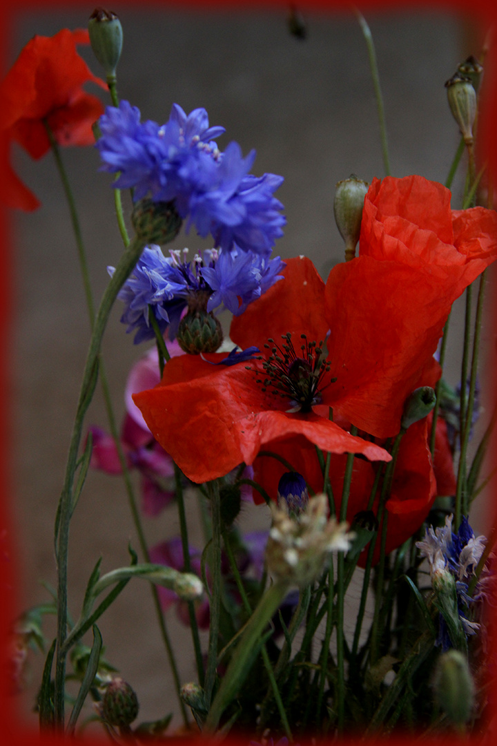 Blumen aus Pfalz-1