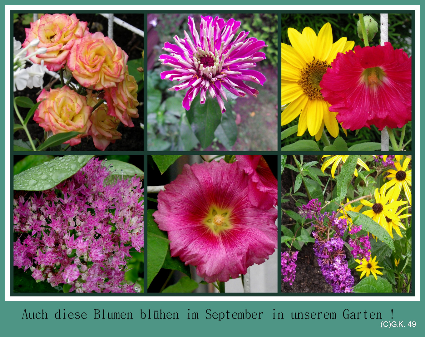 Blumen aus unserem Garten ! Foto & Bild | pflanzen, pilze & flechten