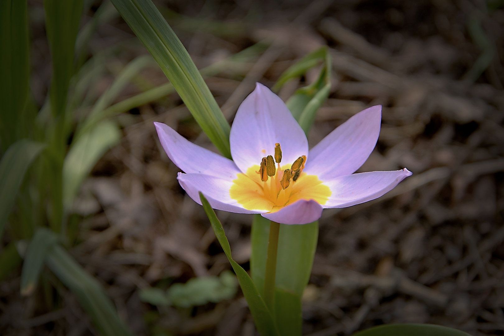 Blumen aus Wien