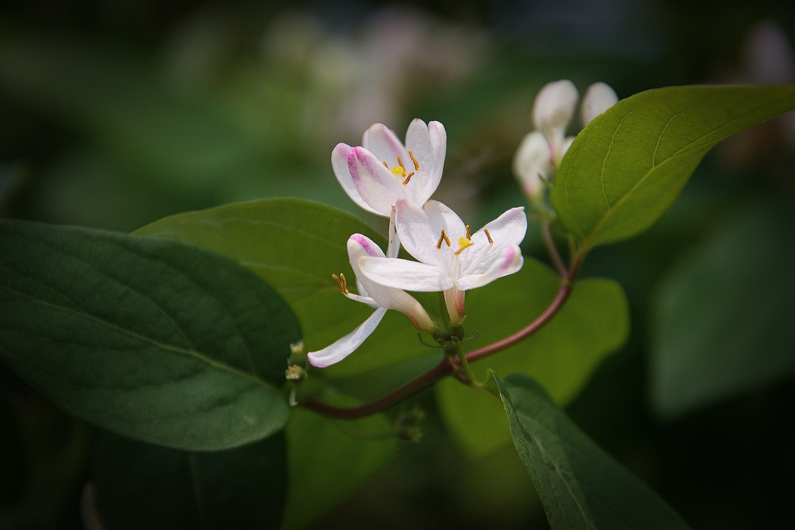 Blumen aus Wien