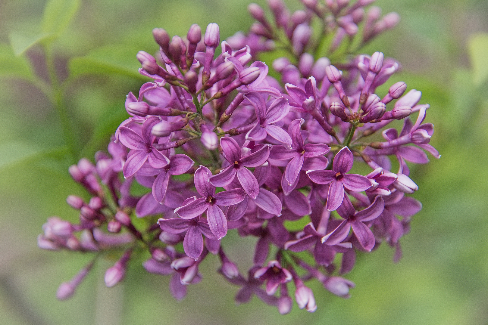 Blumen aus Wien