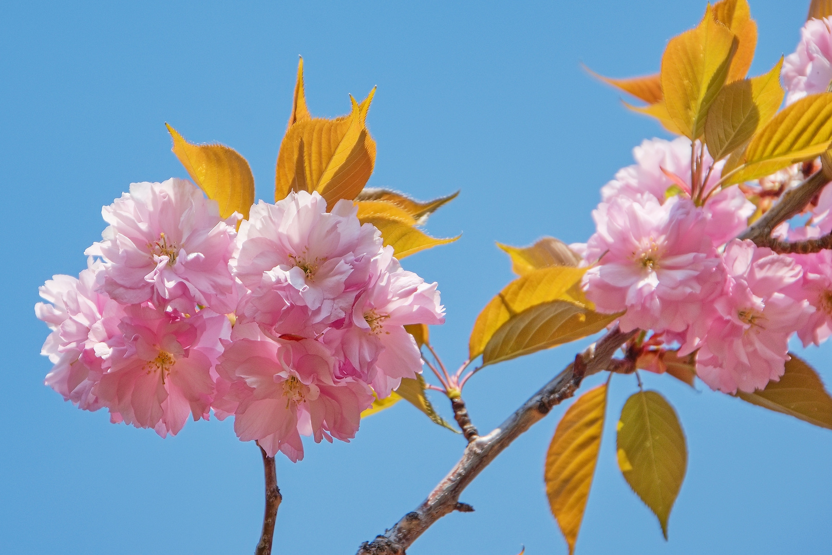 Blumen aus Wien