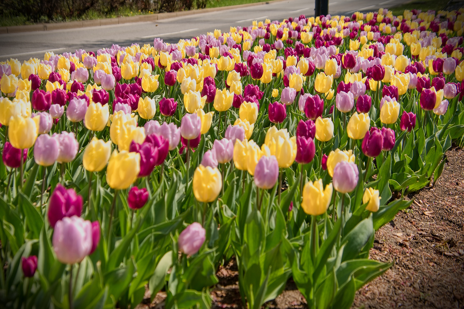 Blumen aus Wien