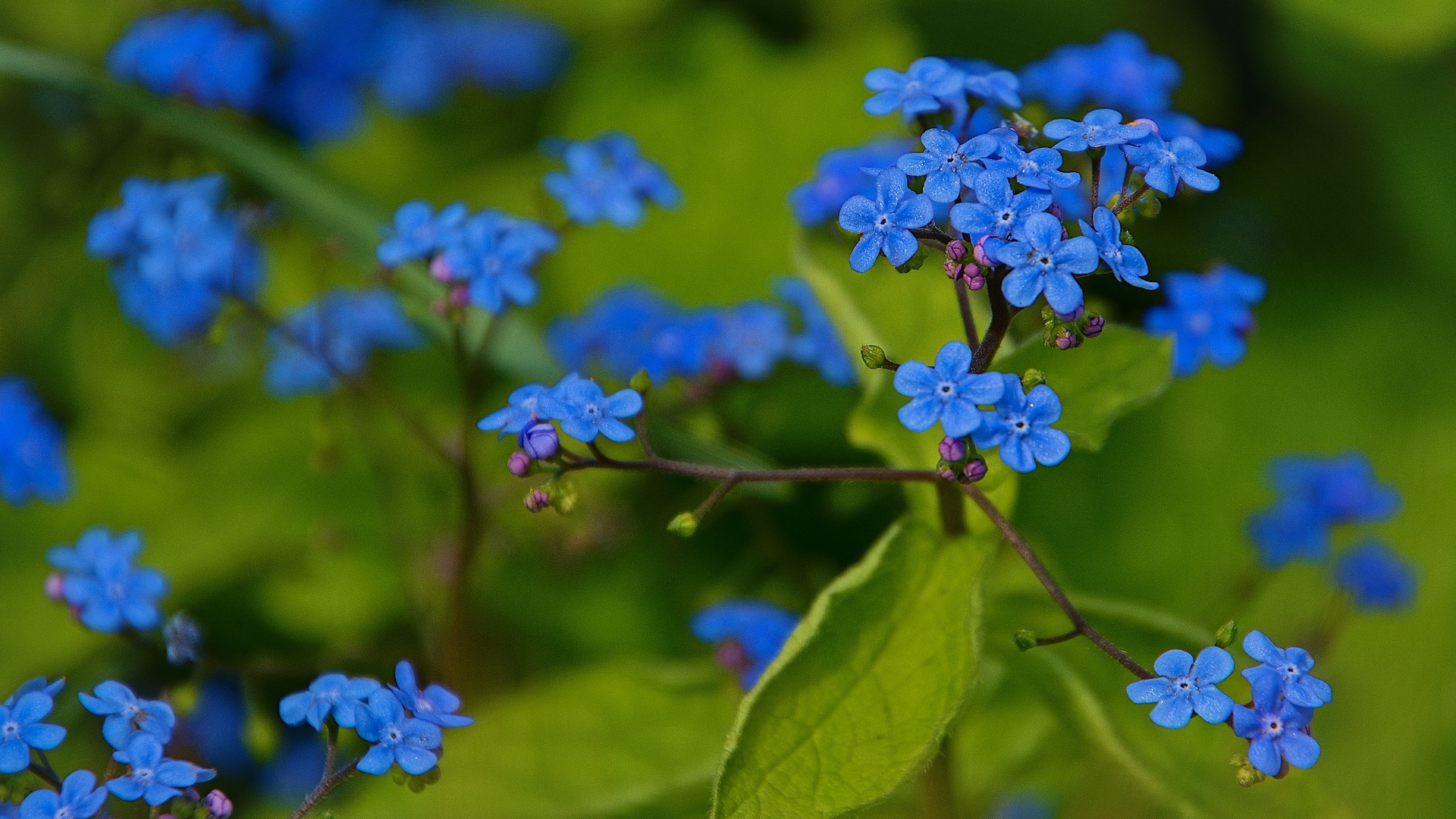 Blumen aus Wien