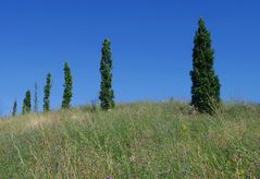 Blumen, Bäume, Himmel