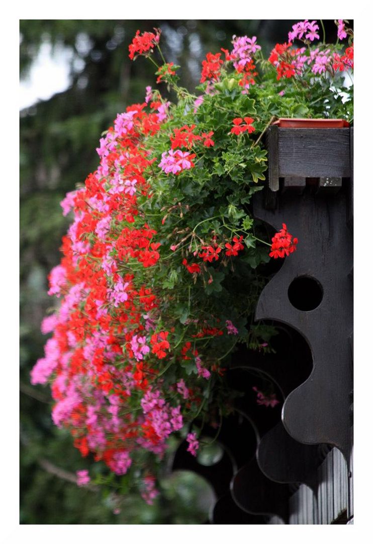 Blumen-Balkon