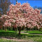 BLUMEN BAUM