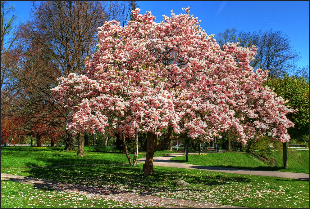 BLUMEN BAUM