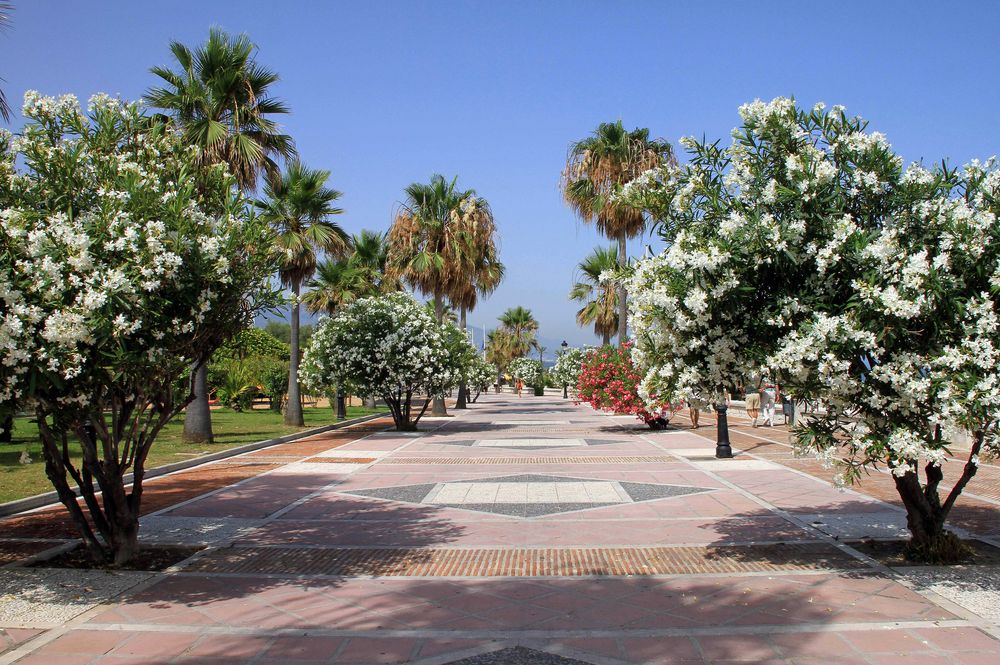 Blumen Baum Promenade