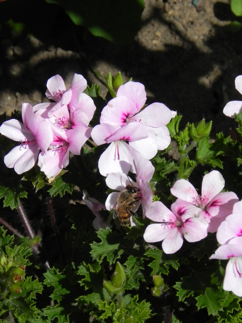 Blumen bei uns im garten