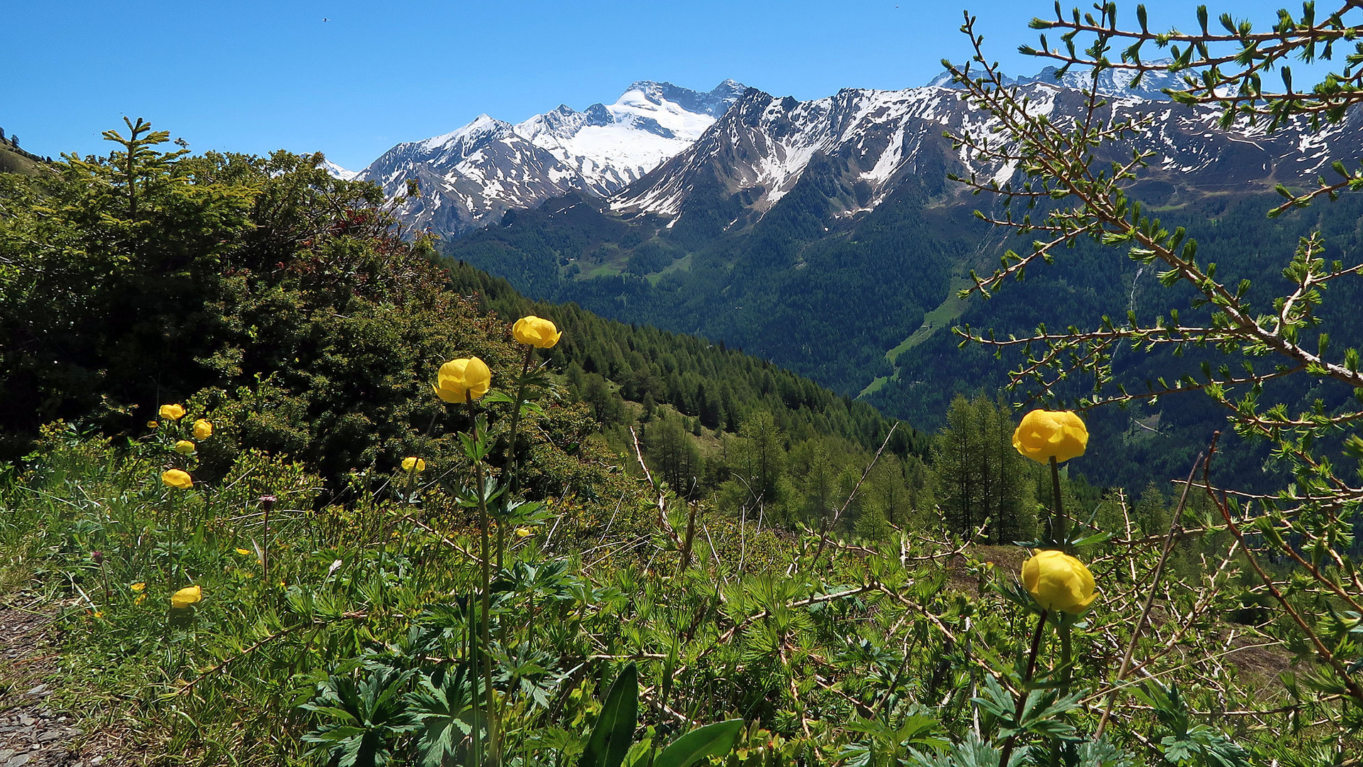 Blumen, Berge, blauer Himmel