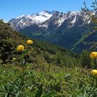 Blumen, Berge, blauer Himmel