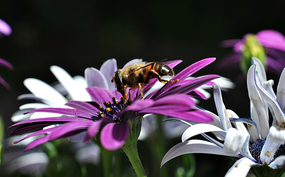 Blumen Bestäubung