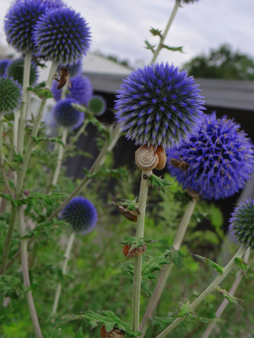 Blumen Bienen und Schnecken