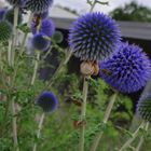 Blumen Bienen und Schnecken