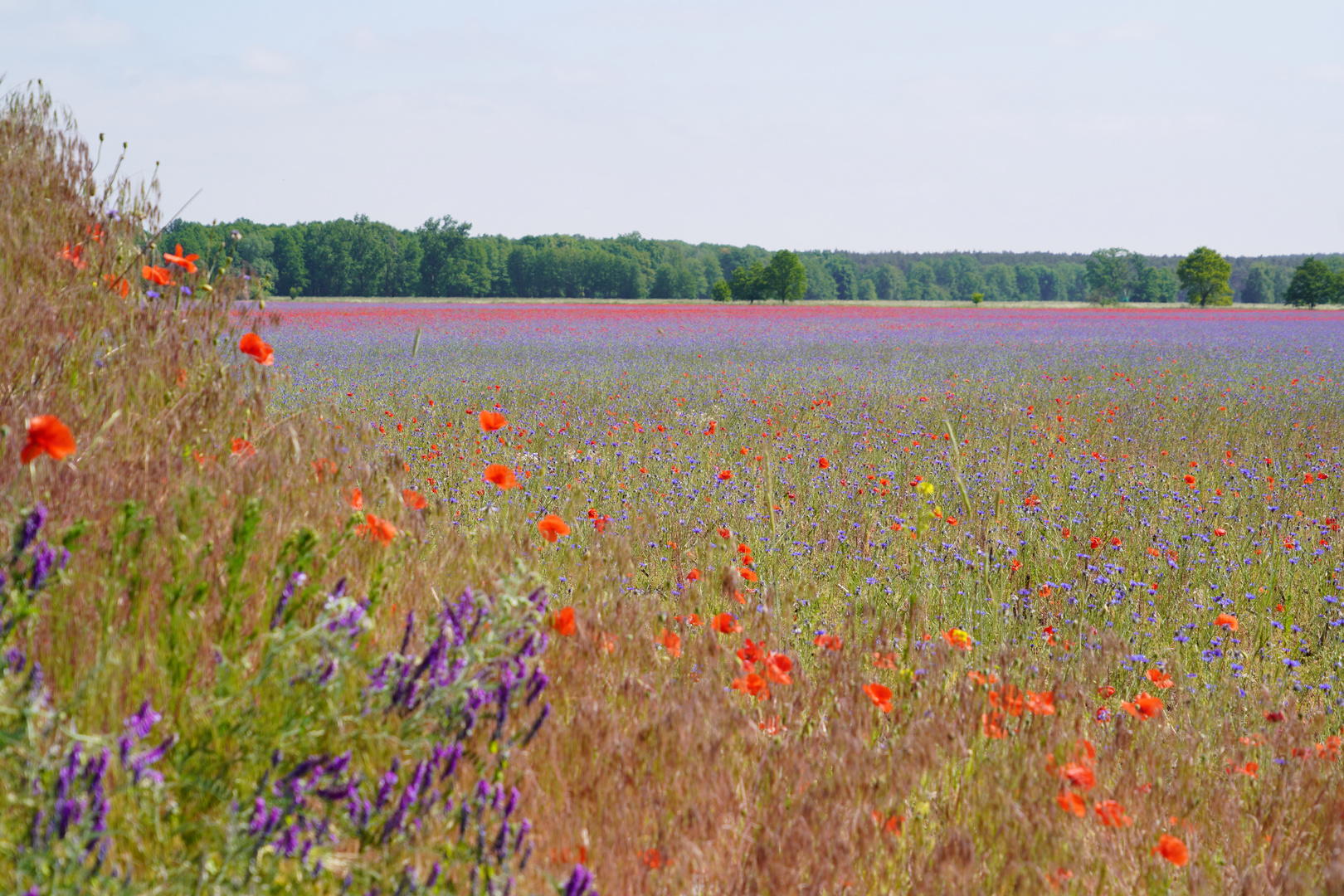 Blumen bis zum Horizont