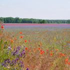 Blumen bis zum Horizont