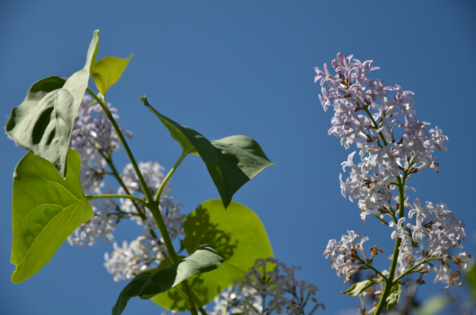 Blumen blühen gegen einen leuchtend blauen Himmel.