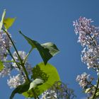 Blumen blühen gegen einen leuchtend blauen Himmel.