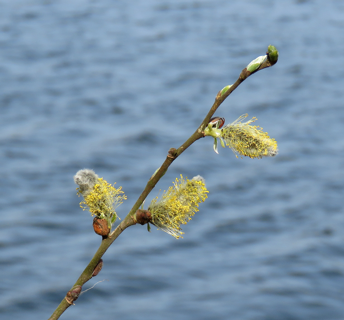 Blumen blühten noch nicht am Biotop Brietzer Teiche