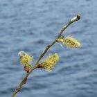 Blumen blühten noch nicht am Biotop Brietzer Teiche