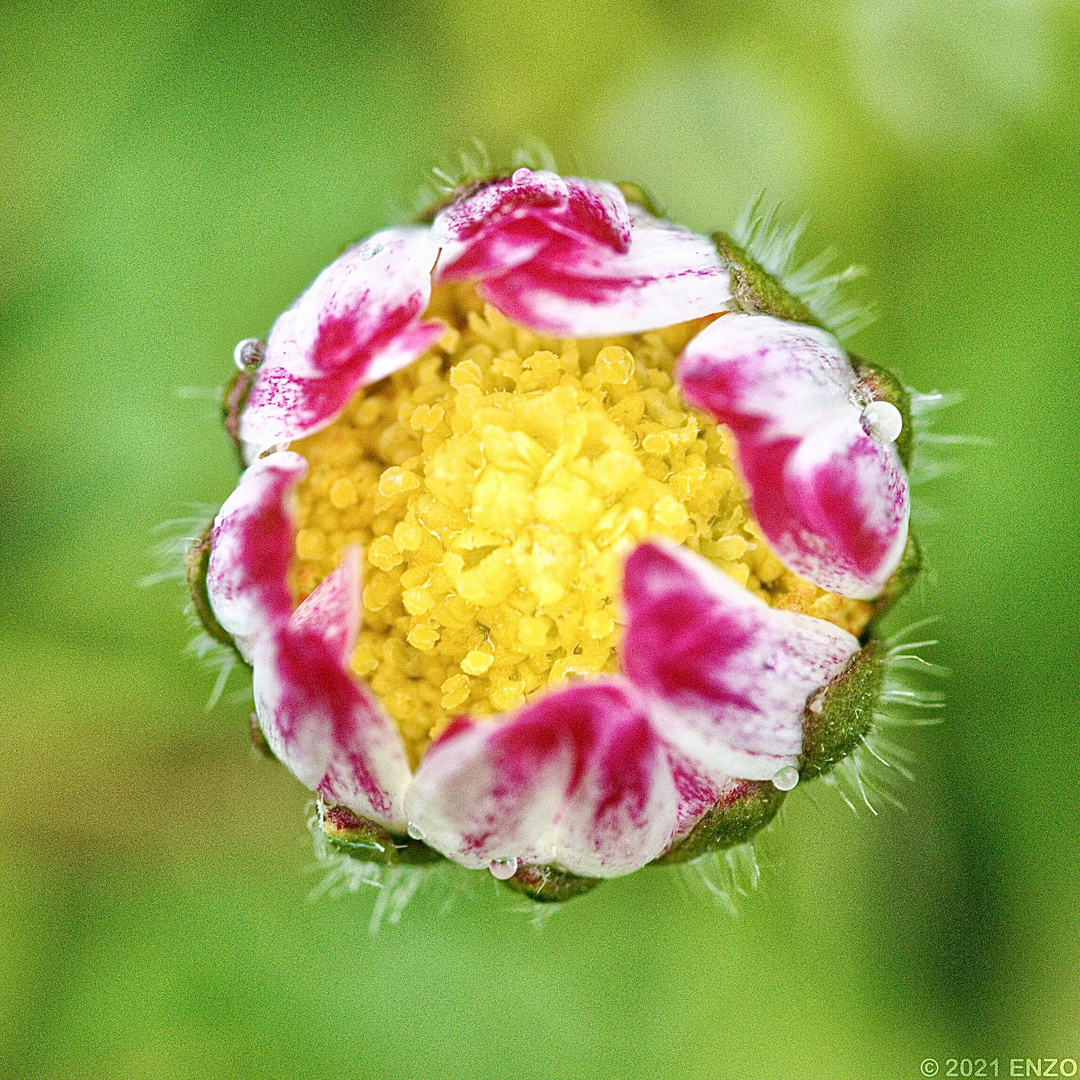 Blumen & Blüten / Freihand-Macro 