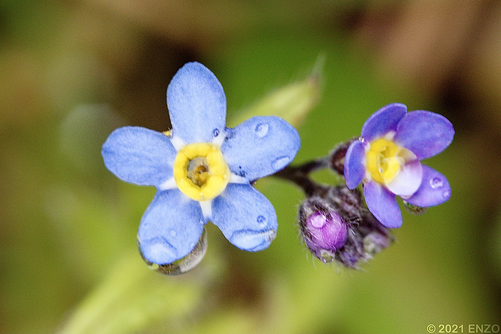 Blumen & Blüten / Freihand-Macro 