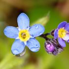 Blumen & Blüten / Freihand-Macro 