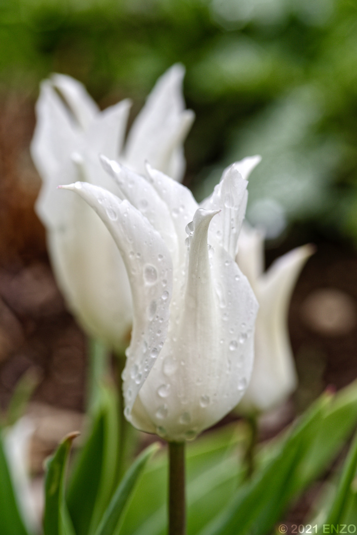 Blumen & Blüten / Freihand-Macro 