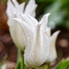 Blumen & Blüten / Freihand-Macro 