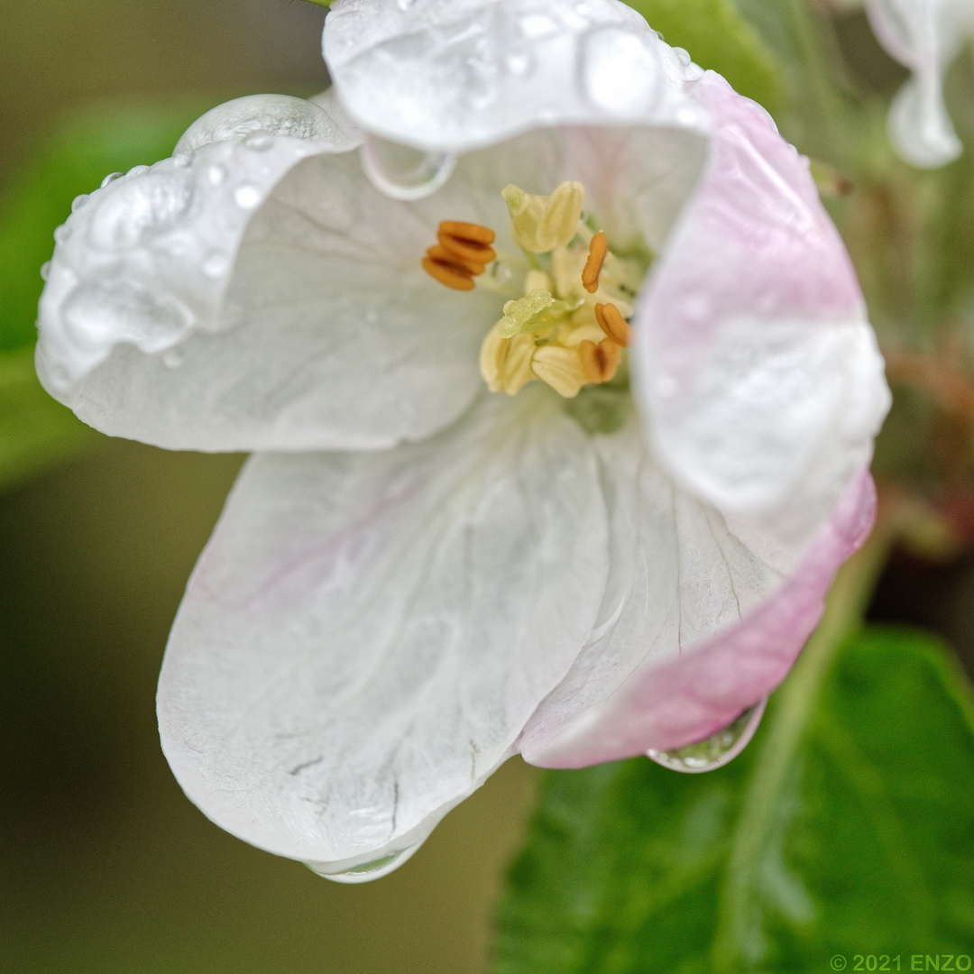 Blumen & Blüten / Freihand-Macro 