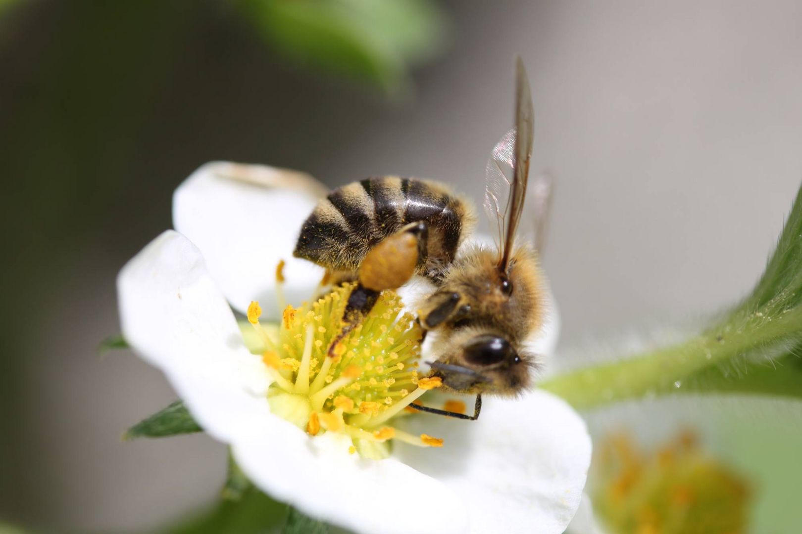 Blumen & Blüten & Insekten