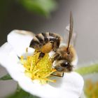 Blumen & Blüten & Insekten