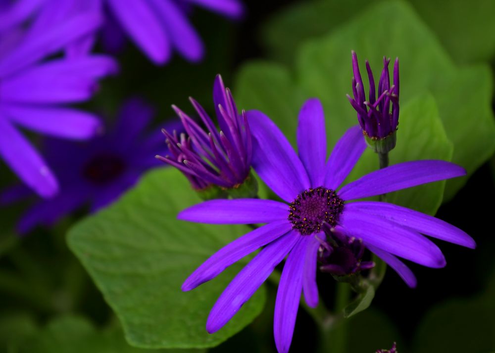 Blumen Blüten lila Blau Foto & Bild pflanzen, pilze & flechten