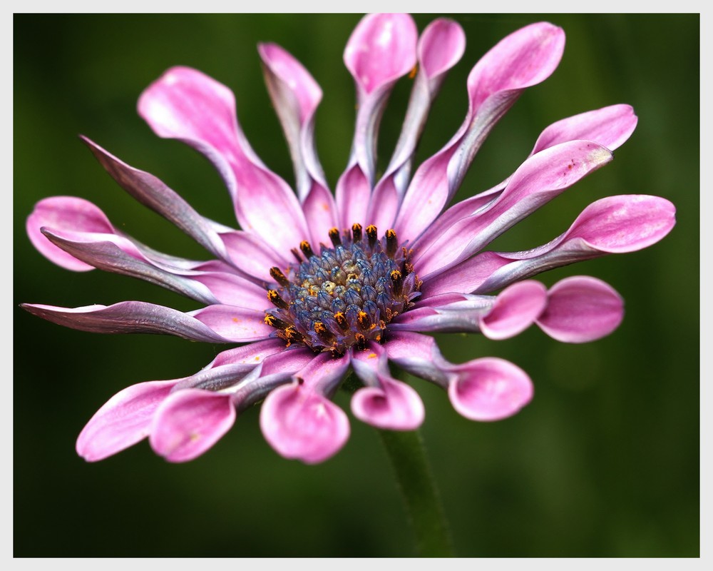 Blumen Blueten Sonnenschein