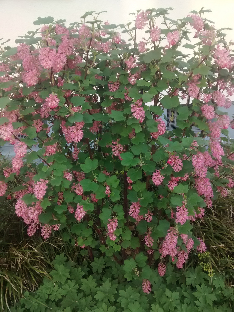 Blumen Blüten vorne bei uns in Hamburg