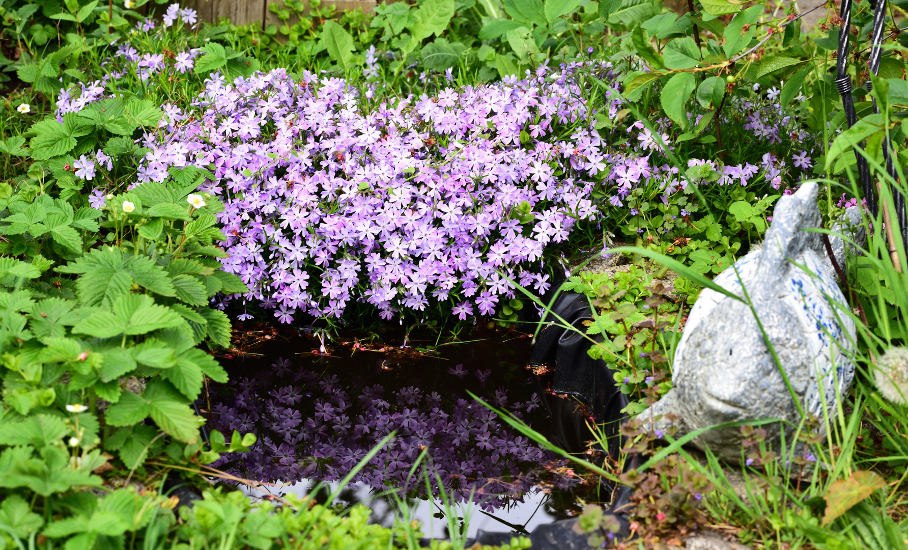 Blumen Bodendecker Foto & Bild 4. d810, teich, natur Bilder auf