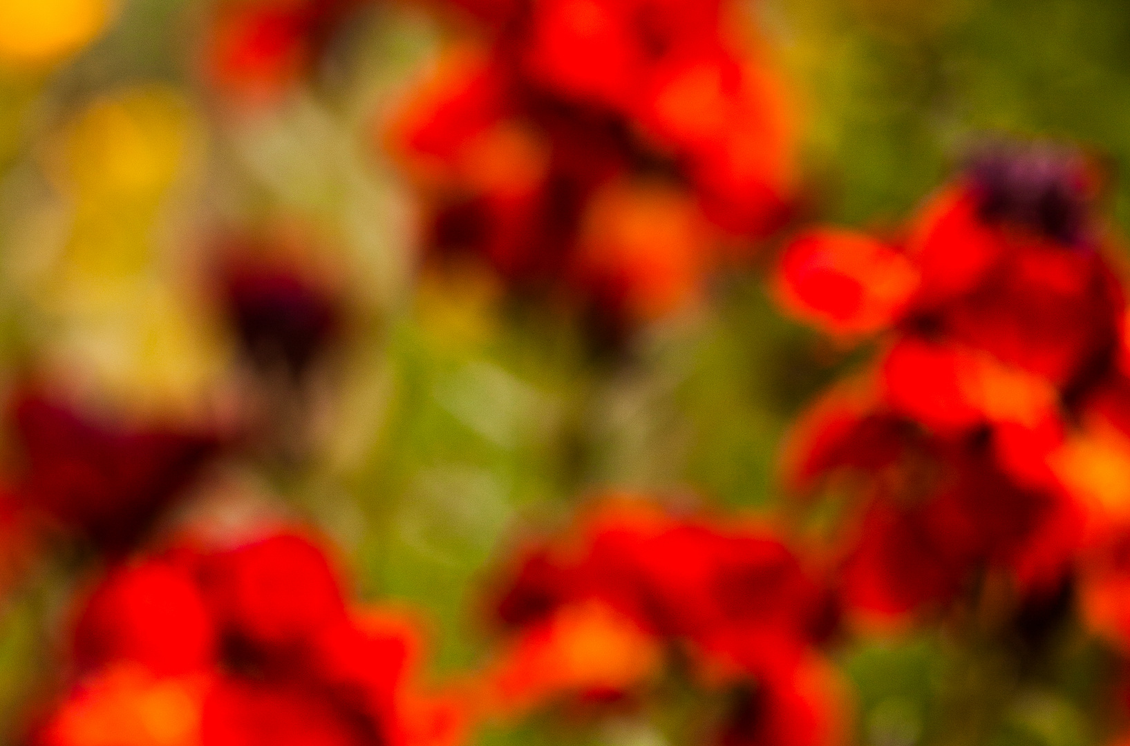 Blumen-Bokeh