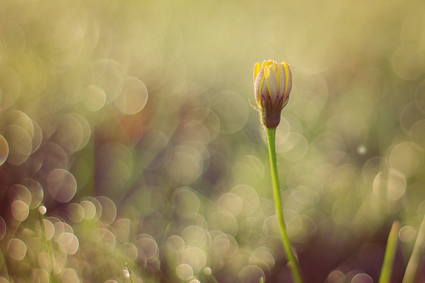 Blumen-Bokeh