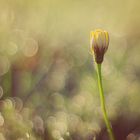 Blumen-Bokeh